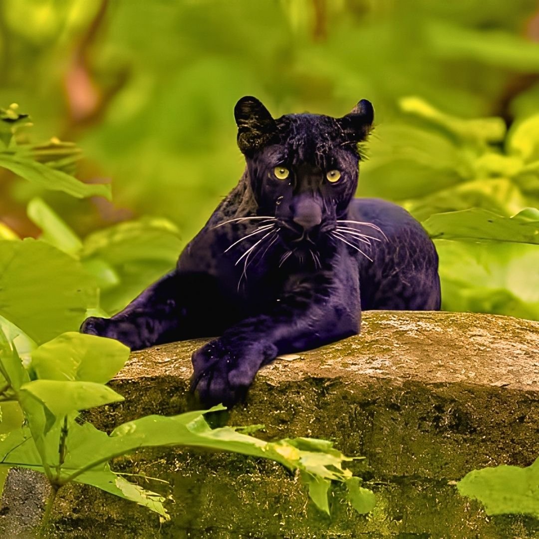 Pench Pachmarhi Bhopal Explorer