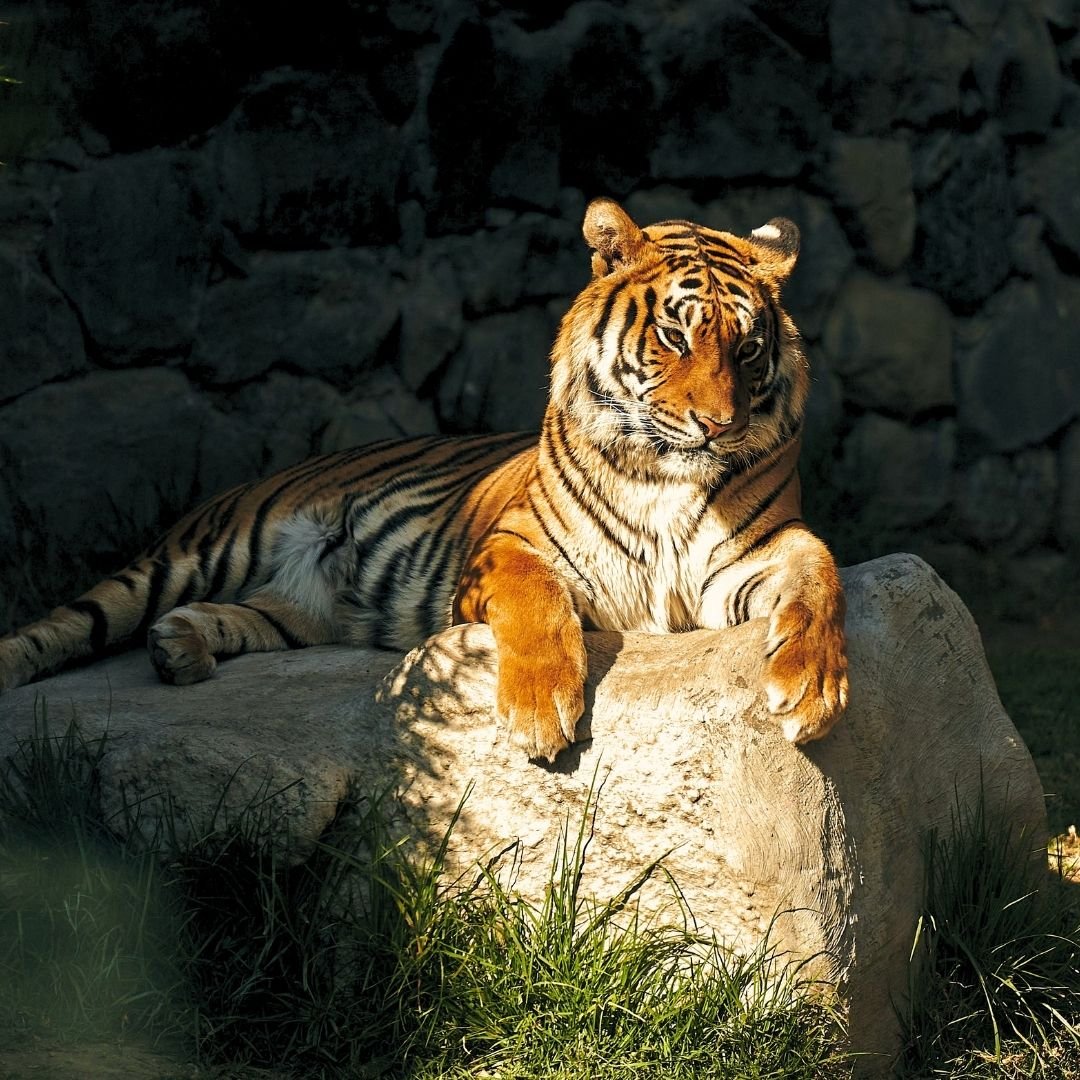 Pench Jungle Getaway