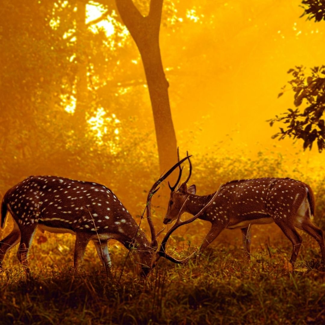 With 1 Night in Gwalior , 1 Night in Orchha & 1 Night at Khajuraho