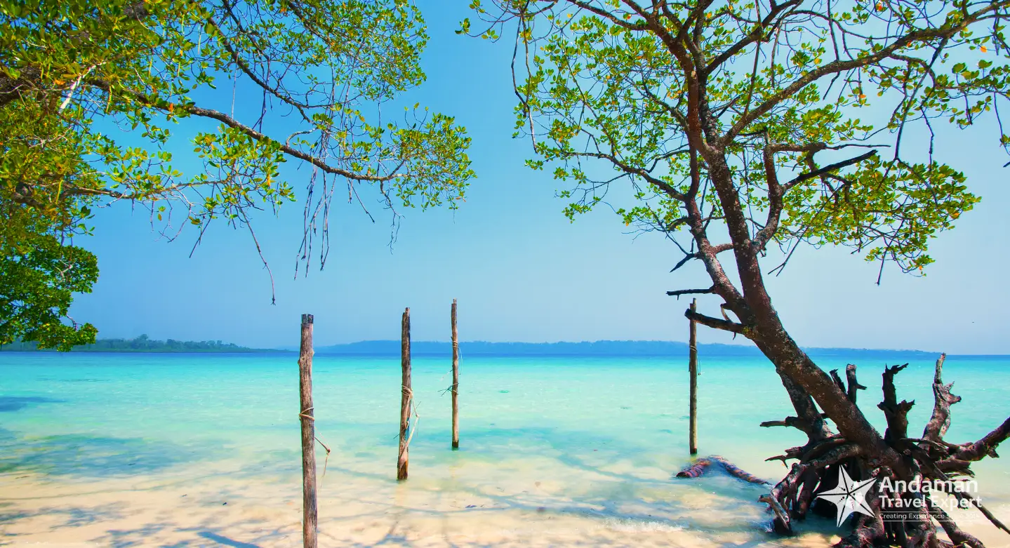 Andaman rainforest
