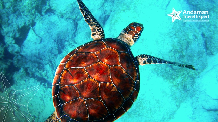 A sea turtle in the clear waters of the Andaman Sea